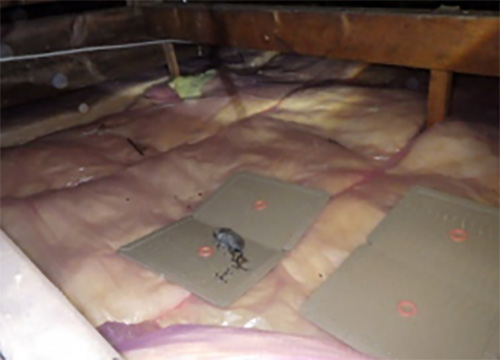 多数の粘着トラップの設置によるネズミの捕獲作業