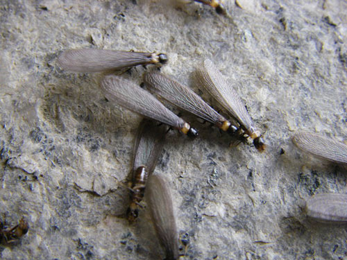 ヤマトシロアリの羽蟻