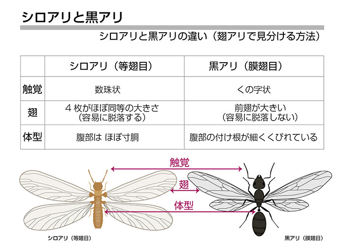 シロアリと黒アリの違い