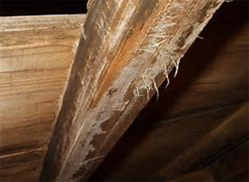 例えば床下の主要な木材部分が腐朽菌によってボロボロになってしまったり