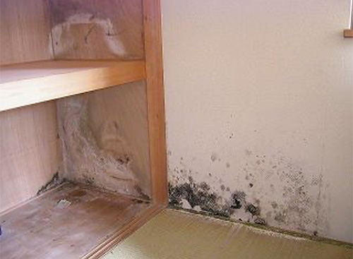 床下の湿気が居住スペースにまで黒カビが出現することもあります