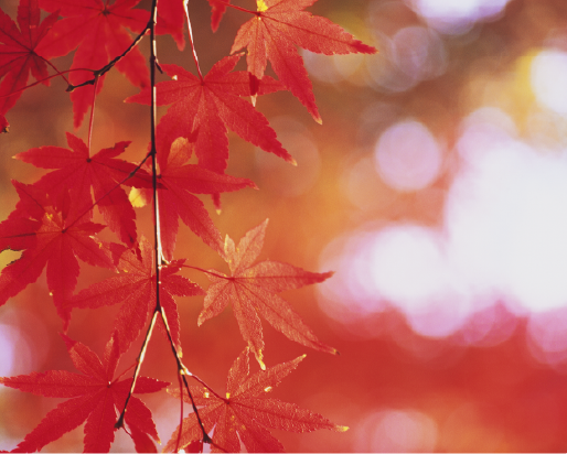 10月定休日のお知らせ